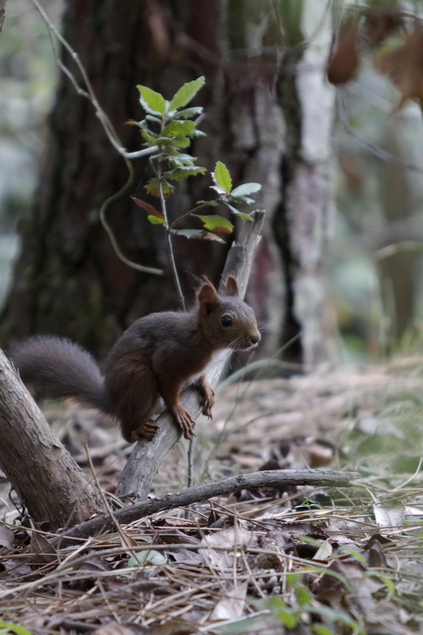 Ecureuil roux (Sciurus vulgaris), Mammifères, Vertébrés